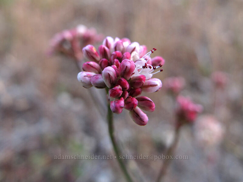 buckwheat (Eriogonum sp.) [Boundary Trail, Gifford Pinchot National Forest, Skamania County, Washington]