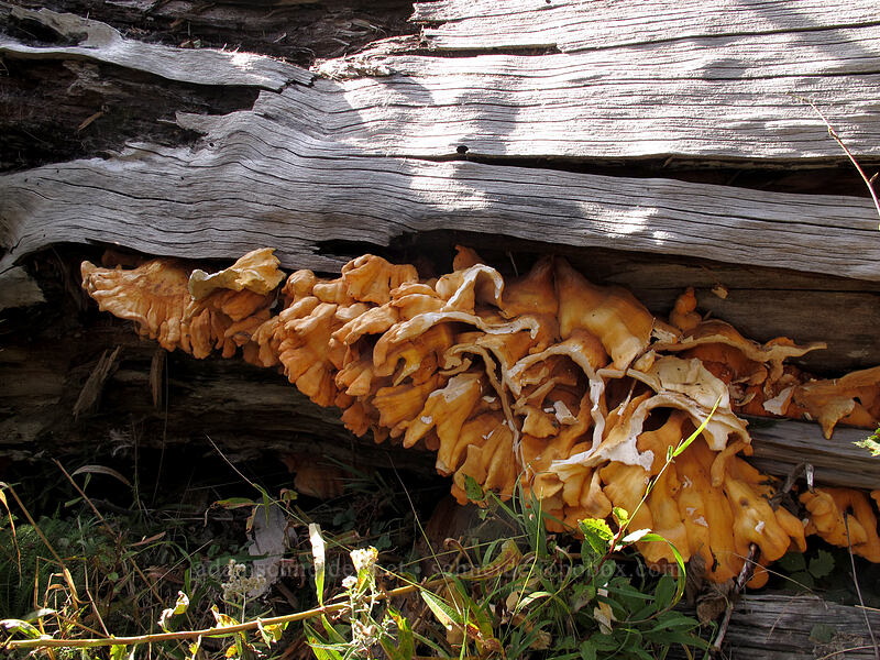 fungus [Boundary Trail, Gifford Pinchot National Forest, Skamania County, Washington]