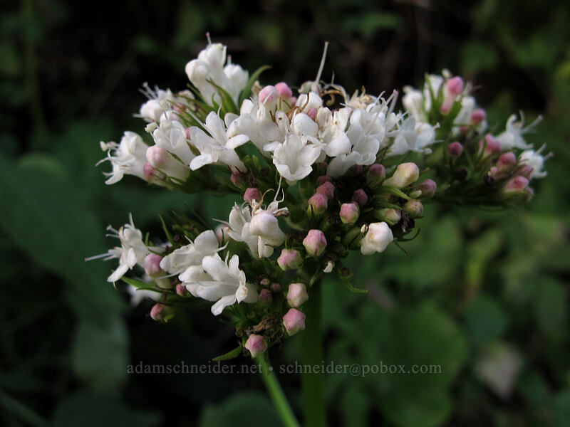 Sitka valerian (Valeriana sitchensis) [Boundary Trail, Gifford Pinchot National Forest, Skamania County, Washington]
