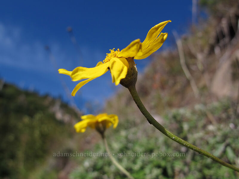 Oregon sunshine (Eriophyllum lanatum) [Lakes Trail, Mt. St. Helens National Volcanic Monument, Skamania County, Washington]