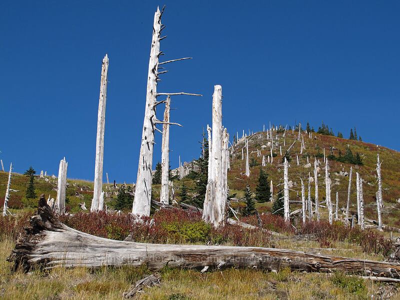 eruption-killed trees [Mt. Whittier Trail, Mt. St. Helens National Volcanic Monument, Skamania County, Washington]