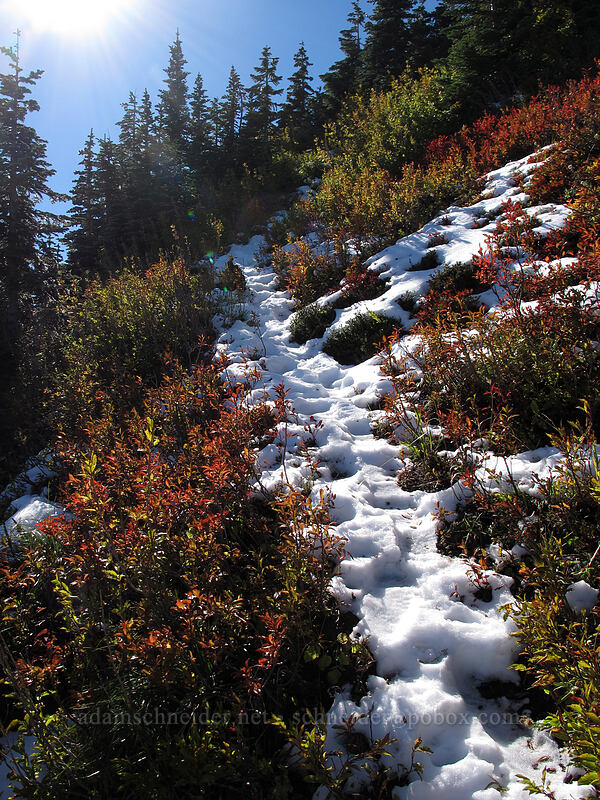snowy trail [Mt. Whittier Trail, Mt. St. Helens National Volcanic Monument, Skamania County, Washington]