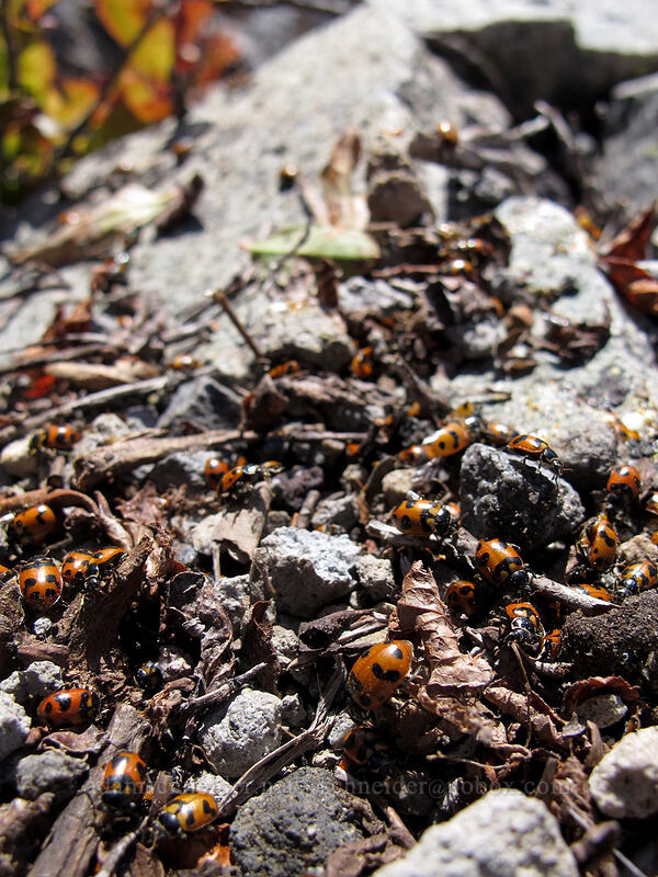 ladybugs (Oregon lady beetles) (Hippodamia oregonensis) [Mt. Whittier summit, Mt. St. Helens National Volcanic Monument, Skamania County, Washington]