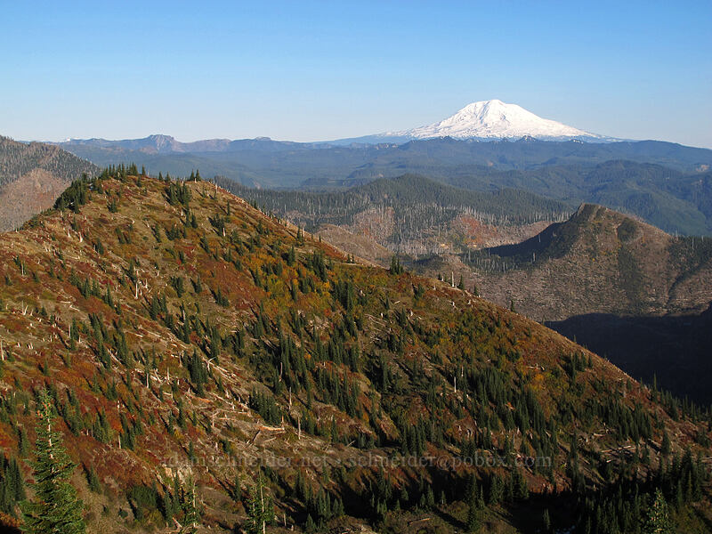 fall colors & Mt. Adams [Boundary Trail, Mt. St. Helens National Volcanic Monument, Skamania County, Washington]