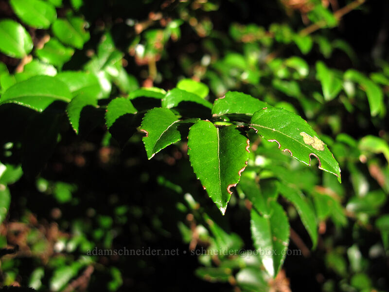 evergreen huckleberry leaves (Vaccinium ovatum) [Cape Falcon Trail, Oswald West State Park, Tillamook County, Oregon]