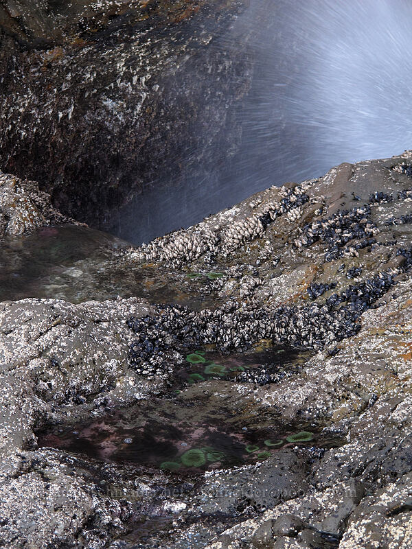 blowhole & tidepools [Cape Falcon, Oswald West State Park, Tillamook County, Oregon]