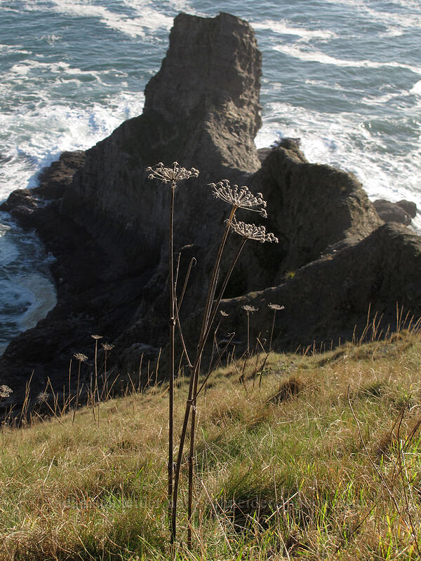 remains of last summer's flowers [Cape Falcon, Oswald West State Park, Tillamook County, Oregon]