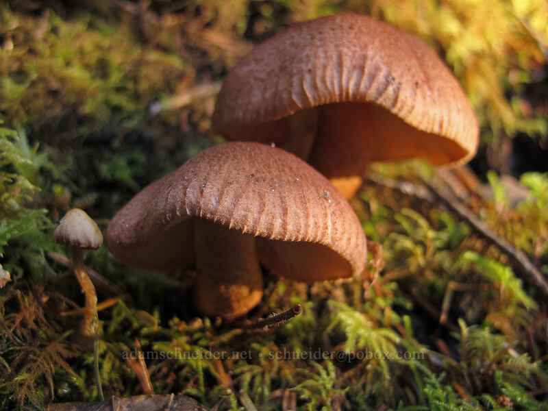 mushrooms [Short Sands Beach Trail, Oswald West State Park, Tillamook County, Oregon]