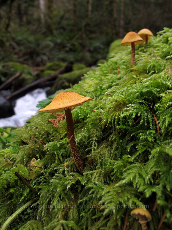 mushrooms [Dry Creek Falls Trail, Columbia River Gorge, Hood River County, Oregon]