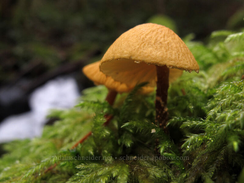 mushrooms [Dry Creek Falls Trail, Columbia River Gorge, Hood River County, Oregon]
