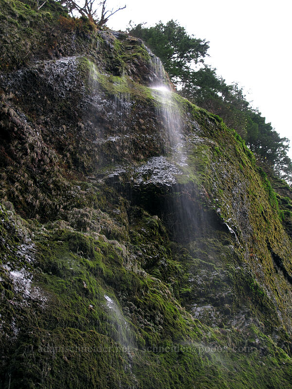 water drizzling down cliffs [Tanner Creek Valley, Columbia River Gorge, Multnomah County, Oregon]