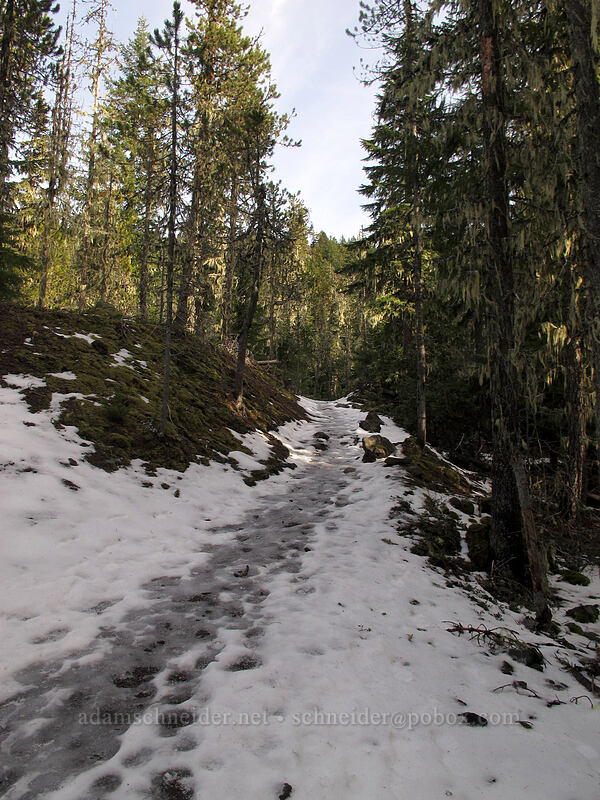 snow/ice on the trail [Timberline Trail, Mt. Hood Wilderness, Clackamas County, Oregon]