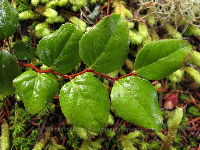 western teaberry (spicy wintergreen) leaves (Gaultheria ovatifolia) [Pacific Crest Trail, Mt. Hood National Forest, Clackamas County, Oregon]