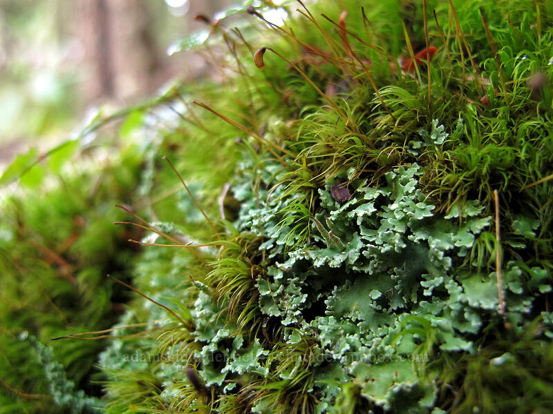 moss & lichen [Pacific Crest Trail, Mt. Hood National Forest, Clackamas County, Oregon]