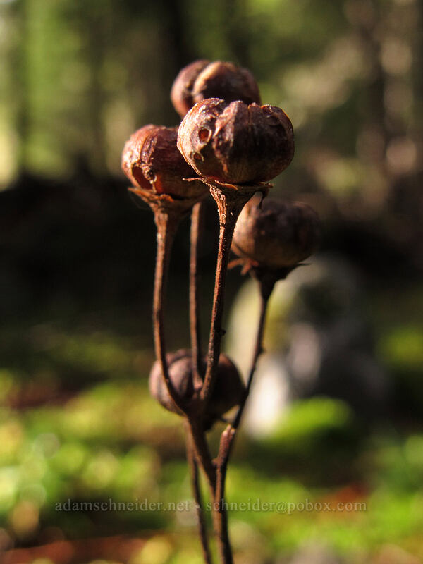 pipsissewa seeds (Chimaphila umbellata) [Sandy River Trail, Mt. Hood National Forest, Clackamas County, Oregon]