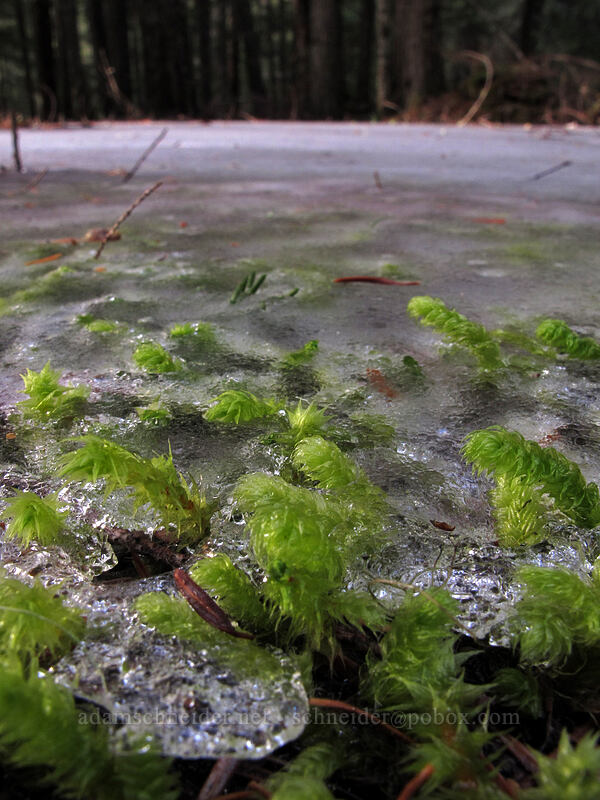 moss in ice [Sandy River Trail, Mt. Hood National Forest, Clackamas County, Oregon]
