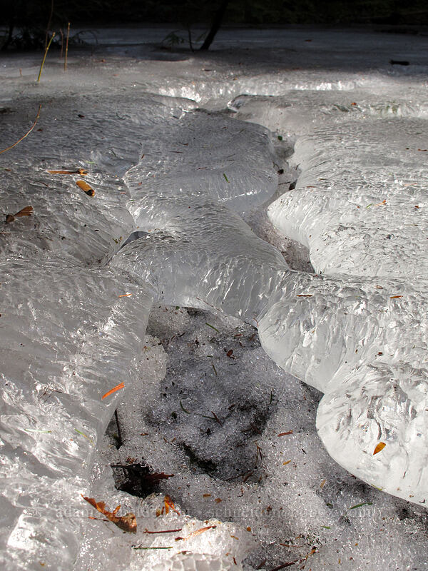 ice lobes [Sandy River Trail, Mt. Hood National Forest, Clackamas County, Oregon]