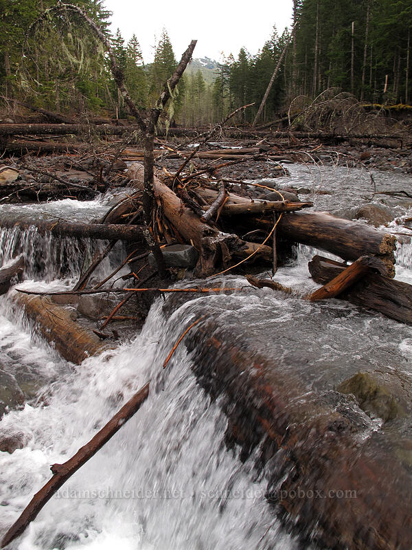logs in the Sandy River [Sandy River Trail, Mt. Hood National Forest, Clackamas County, Oregon]