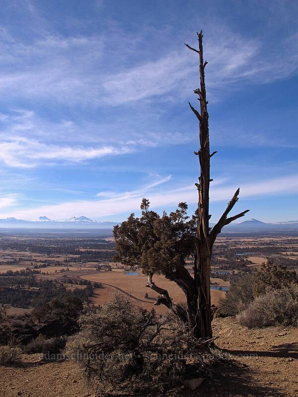juniper & volcanoes (Juniperus occidentalis) [Misery Ridge Summit, Smith Rock State Park, Deschutes County, Oregon]