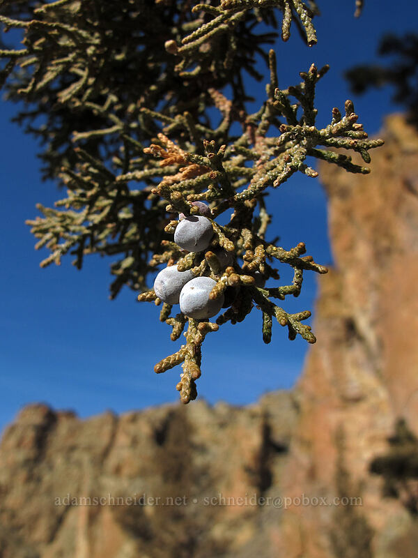 juniper berries (Juniperus occidentalis) [Mesa Verde Trail, Smith Rock State Park, Deschutes County, Oregon]