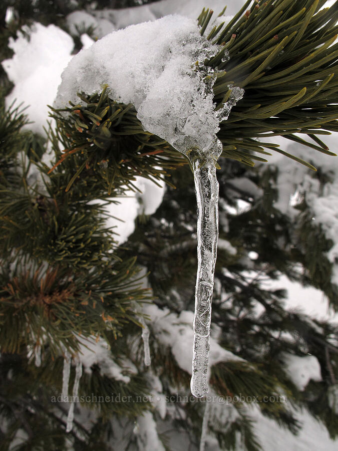 icicles on a pine tree [Pacific Crest Trail, Mt. Hood National Forest, Clackamas County, Oregon]