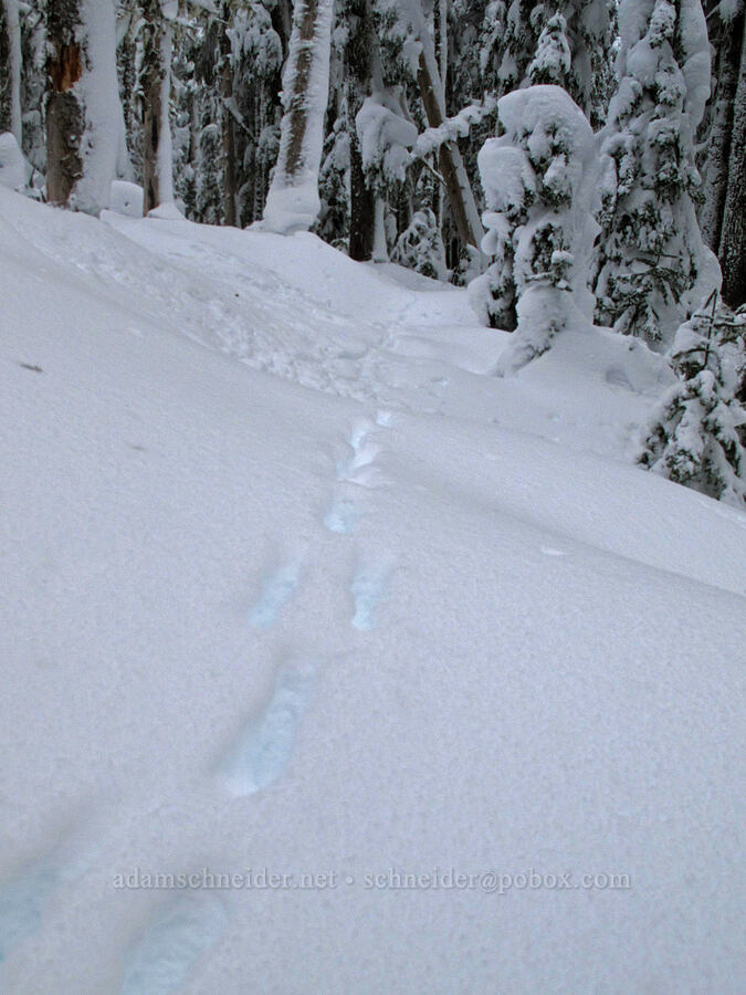 animal tracks [Boy Scout Ridge, Mt. Hood National Forest, Clackamas County, Oregon]