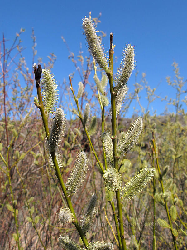 willow flowers (Salix sp.) [Ferry Springs, Deschutes River State Recreation Area, Sherman County, Oregon]