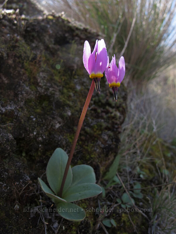 desert shooting star (Dodecatheon conjugens (Primula conjugens)) [Ferry Springs Trail, Deschutes River State Recreation Area, Sherman County, Oregon]