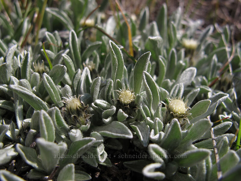low pussytoes (Antennaria dimorpha) [Ferry Springs Trail, Deschutes River State Recreation Area, Sherman County, Oregon]