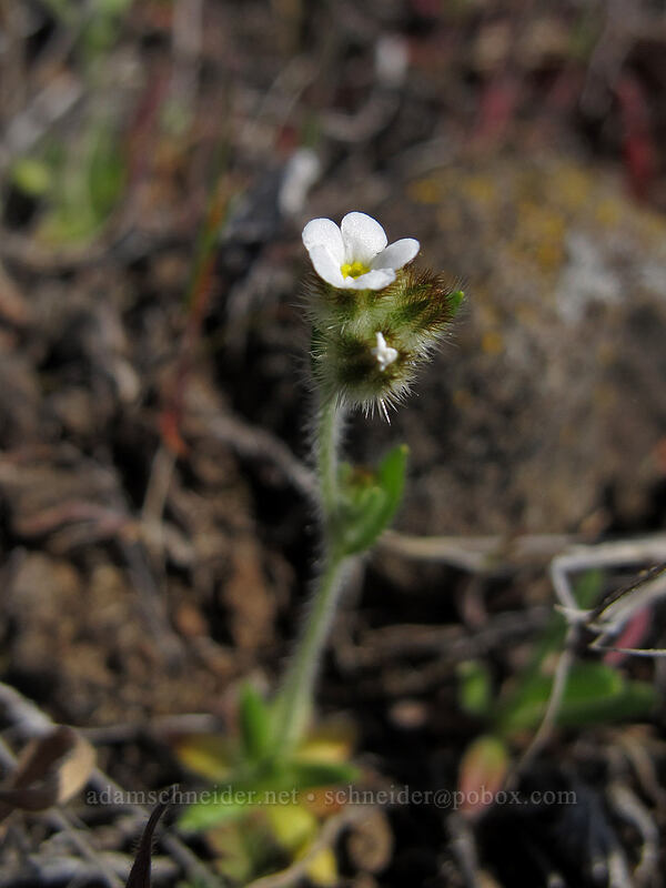 Pacific popcorn-flower (Plagiobothrys tenellus) [Ferry Springs Trail, Deschutes River State Recreation Area, Sherman County, Oregon]
