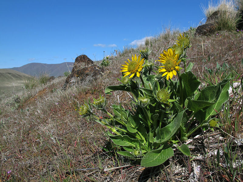 balsamroot (Balsamorhiza sp.) [Ferry Springs Trail, Deschutes River State Recreation Area, Sherman County, Oregon]