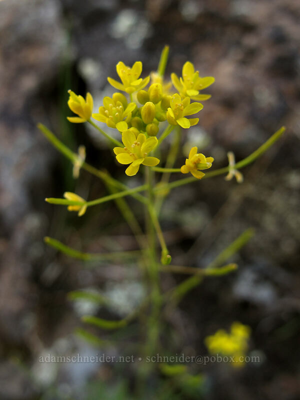 tansy-mustard (Descurainia incisa) [Riverview Trail, Deschutes River State Recreation Area, Sherman County, Oregon]