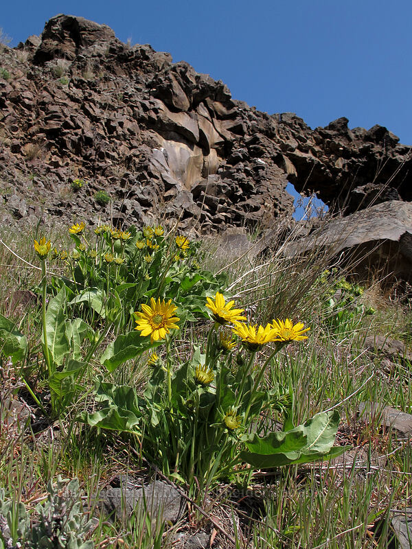 balsamroot & a rock arch (Balsamorhiza sp.) [Riverview Trail, Deschutes River State Recreation Area, Sherman County, Oregon]