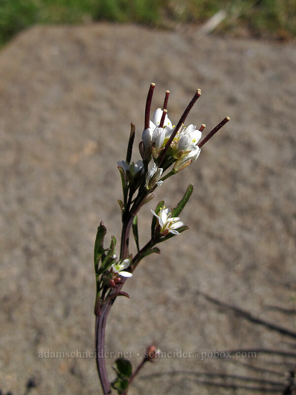 hairy bitter-cress (Cardamine hirsuta) [Blackberry Trail, Deschutes River State Recreation Area, Sherman County, Oregon]