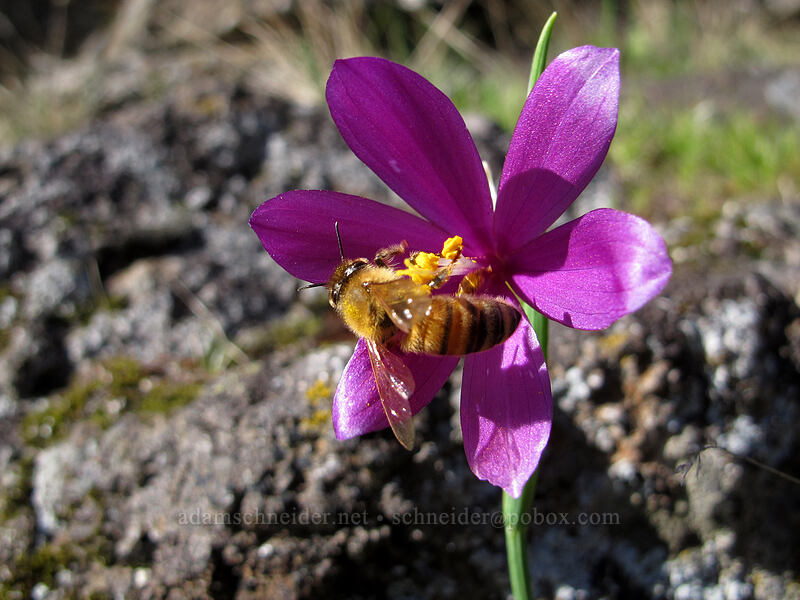 honeybee on a grass widow (Apis mellifera, Olsynium douglasii) [Lyle Cherry Orchard Trail, Klickitat County, Washington]