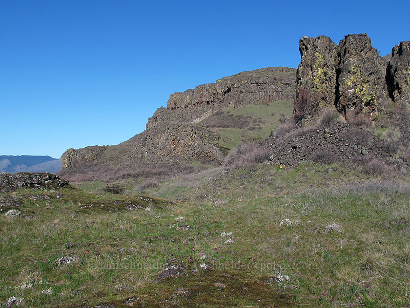 cliffs & grass widows (Olsynium douglasii) [east of Lyle, Klickitat County, Washington]