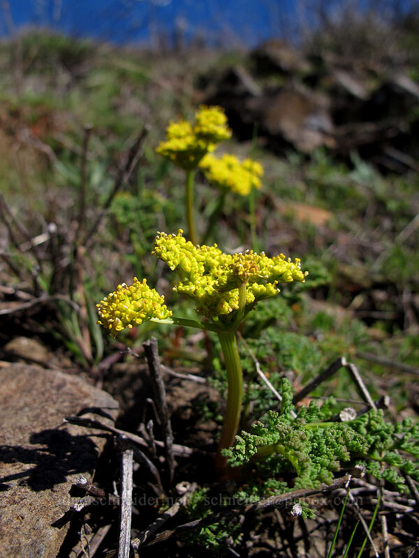 desert parsley (Lomatium sp.) [Lyle Cherry Orchard Trail, Klickitat County, Washington]