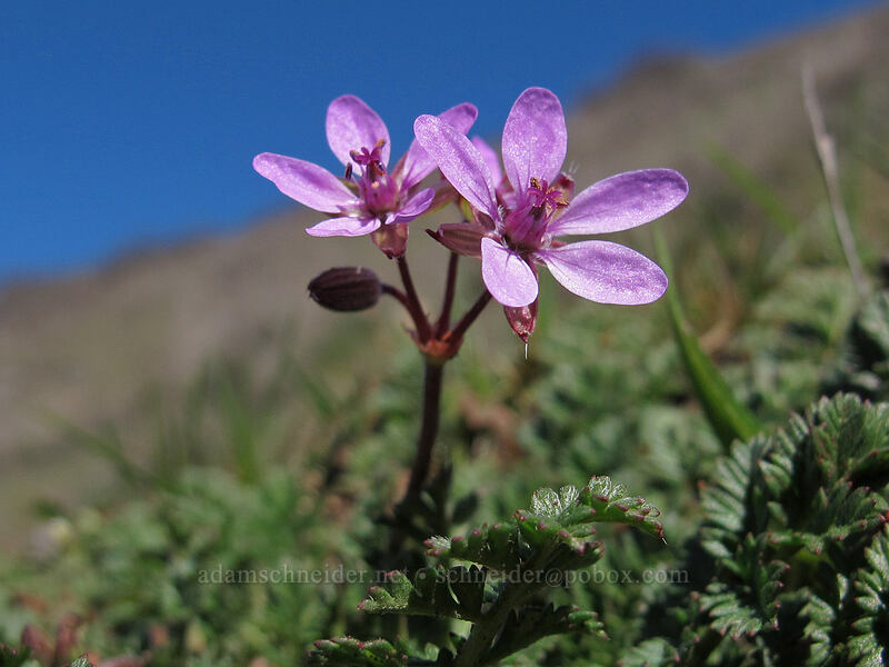 filaree (Erodium cicutarium) [Lyle Cherry Orchard Trail, Klickitat County, Washington]