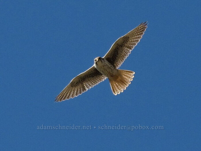 prairie falcon (Falco mexicanus) [Lyle Cherry Orchard Trail, Klickitat County, Washington]
