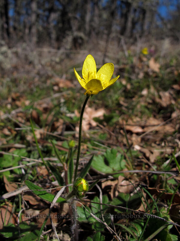 buttercup (Ranunculus sp.) [Lyle Cherry Orchard Trail, Klickitat County, Washington]
