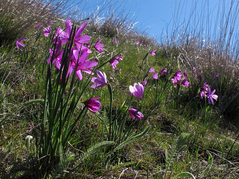 grass widows (Olsynium douglasii) [Lyle Cherry Orchard Trail, Klickitat County, Washington]