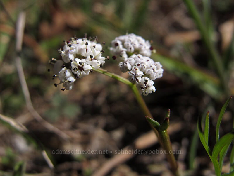 Piper's salt-and-pepper desert parsley (Lomatium piperi) [Lyle Cherry Orchard Trail, Klickitat County, Washington]