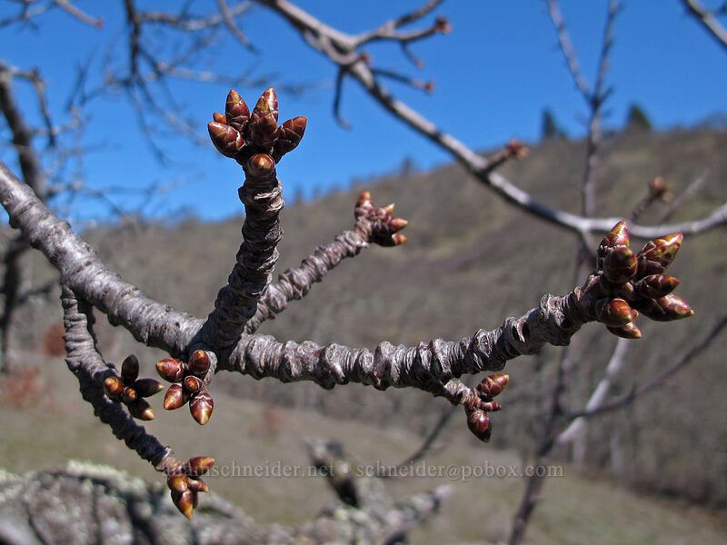 cherry buds (Prunus sp.) [Lyle Cherry Orchard Trail, Klickitat County, Washington]