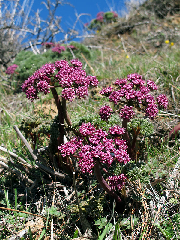 Columbia desert parsley (Lomatium columbianum) [east of Lyle, Klickitat County, Washington]