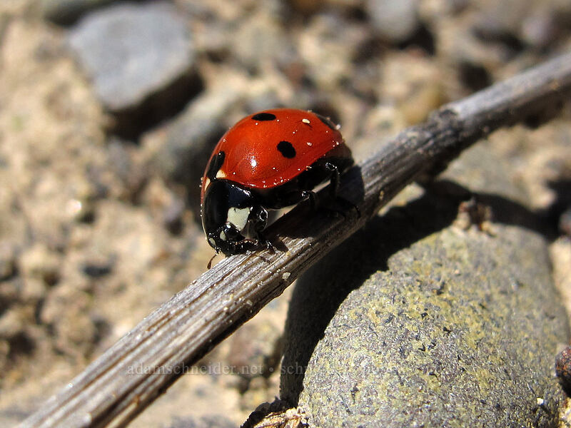 seven-spotted ladybug (Coccinella septempunctata) [east of Lyle, Klickitat County, Washington]