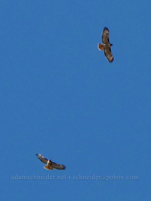 red-tailed hawks (Buteo jamaicensis) [east of Lyle, Klickitat County, Washington]