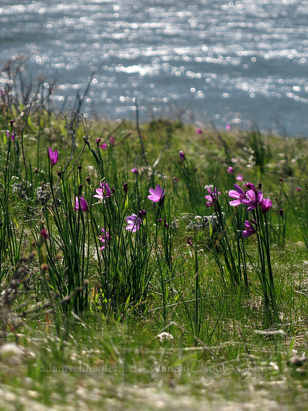 grass widows & the Columbia River (Olsynium douglasii) [Lyle Convict Road, Klickitat County, Washington]