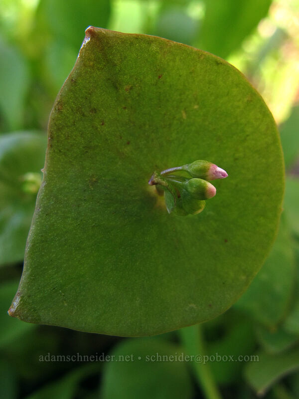 miner's lettuce (Claytonia perfoliata (Montia perfoliata)) [Lyle Cherry Orchard Trailhead, Klickitat County, Washington]
