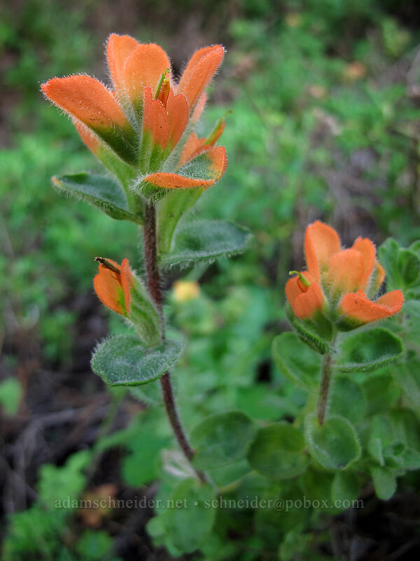 Monterey paintbrush (Castilleja latifolia) [Soberanes Canyon Trail, Garrapata State Park, Monterey County, California]