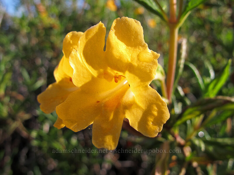 sticky monkeyflower (Diplacus aurantiacus (Mimulus aurantiacus)) [Soberanes Canyon Trail, Garrapata State Park, Monterey County, California]